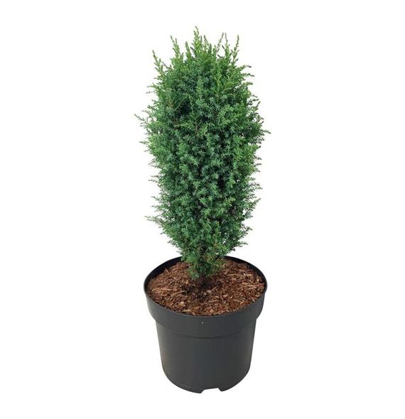 Juniperus communis 'Compressa' F00007419