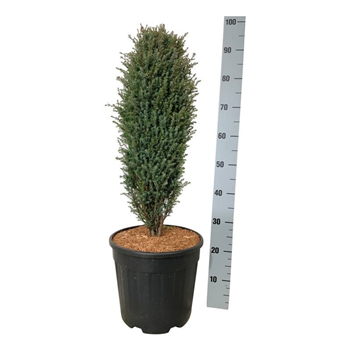 Juniperus communis 'Compressa' F00007509