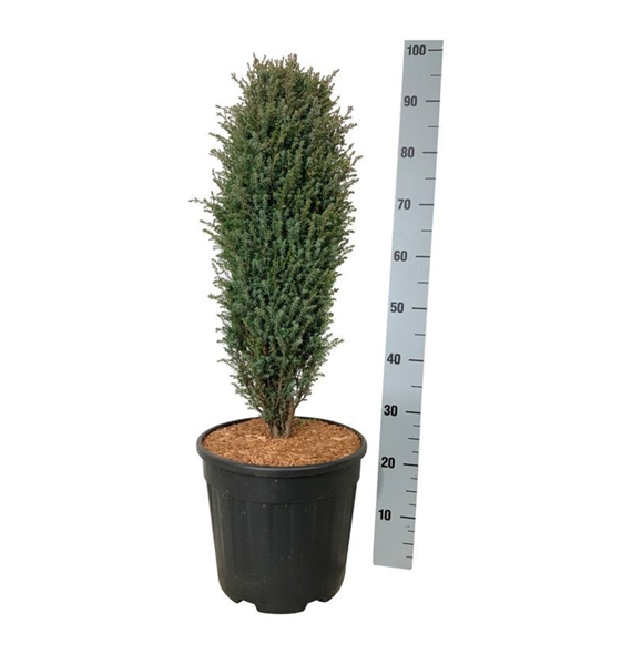 Juniperus communis 'Compressa' F00007509