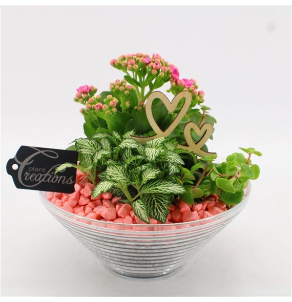 Nasad FDRM-2601RZ Romantic Fundamentals 3 pp 20cm 20cm Q516