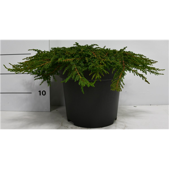 Juniperus communis 'Green Carpet' F00004193