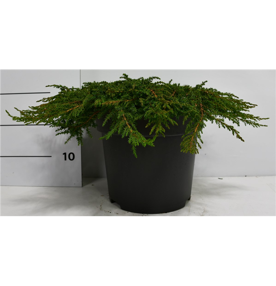 Juniperus communis 'Green Carpet' F00004193
