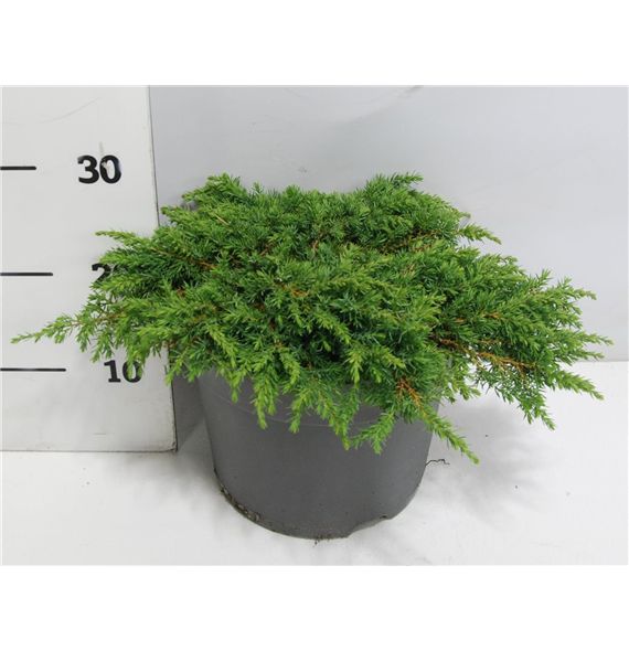 Juniperus communis 'Green Carpet' F00004194