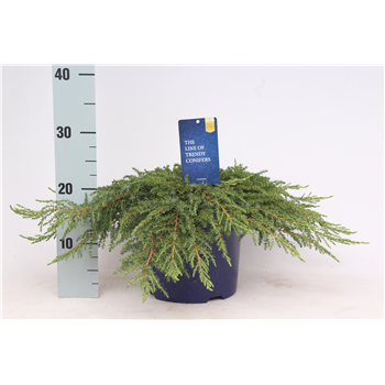 Juniperus communis 'Green Carpet' F00003665