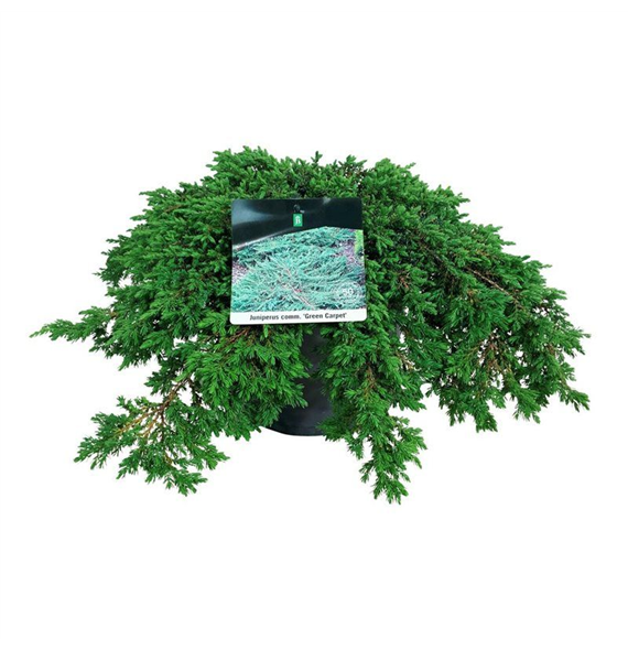 Juniperus communis 'Green Carpet' F00006855