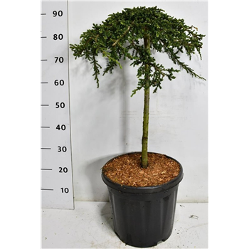Juniperus communis 'Green Carpet' F00007531