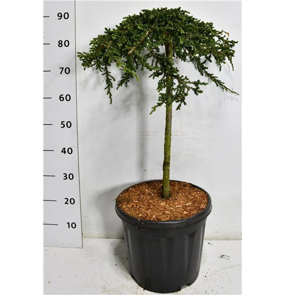 Juniperus communis 'Green Carpet' F00007531