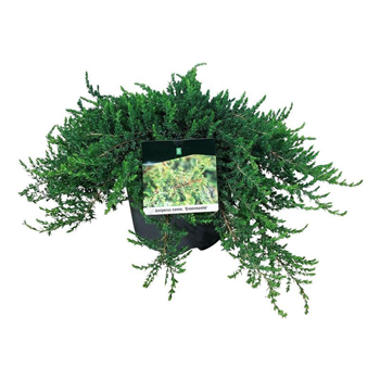 Juniperus communis 'Greenmantle' F00006849