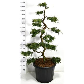 Juniperus communis 'Hornibrookii' F00006509