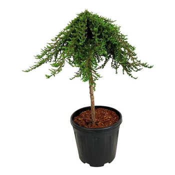 Juniperus communis 'Greenmantle' F00007848