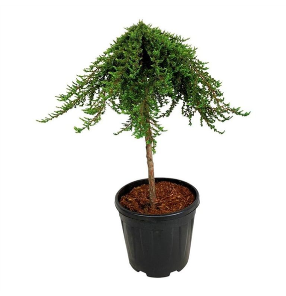 Juniperus communis 'Greenmantle' F00007848