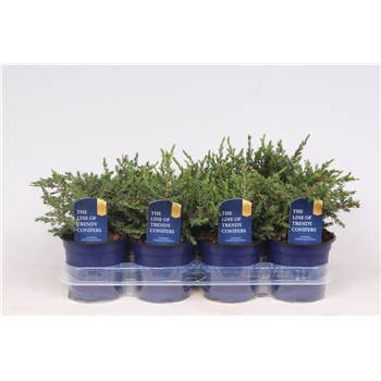 Juniperus communis 'Repanda' F00003658