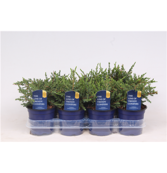 Juniperus communis 'Repanda' F00003658