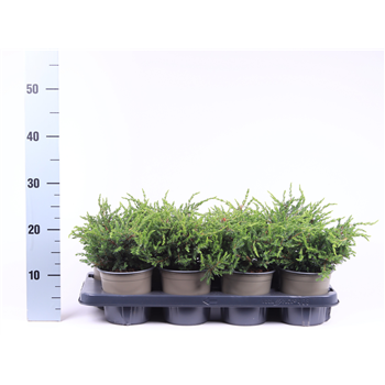 Juniperus communis 'Repanda' F00003659