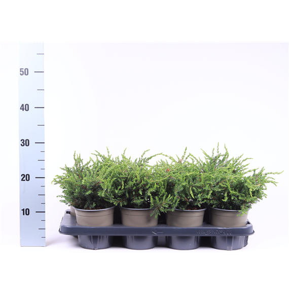 Juniperus communis 'Repanda' F00003659