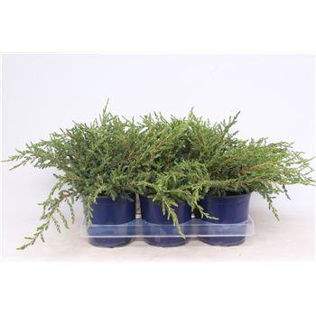 Juniperus communis 'Repanda' F00003660