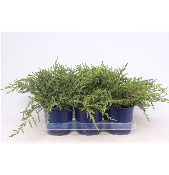 Juniperus communis 'Repanda' F00003660