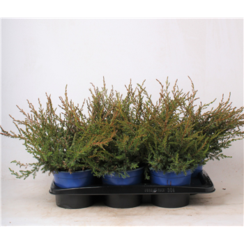 Juniperus communis 'Repanda' F00003661