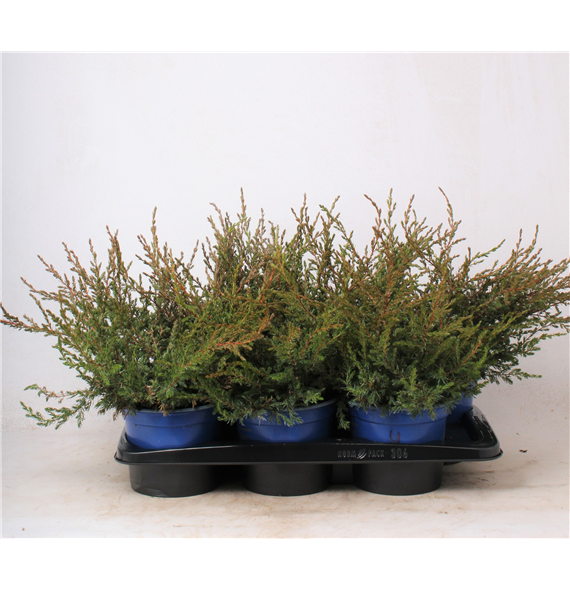 Juniperus communis 'Repanda' F00003661