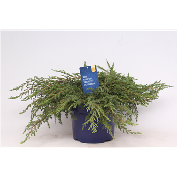 Juniperus communis 'Repanda' F00003662