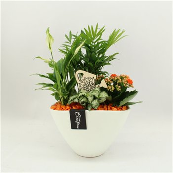 Nasad FDCR-2611OR Basic Fundamentals 4 pp 45cm 21cm Q606