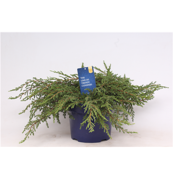 Juniperus communis 'Repanda' F00003662