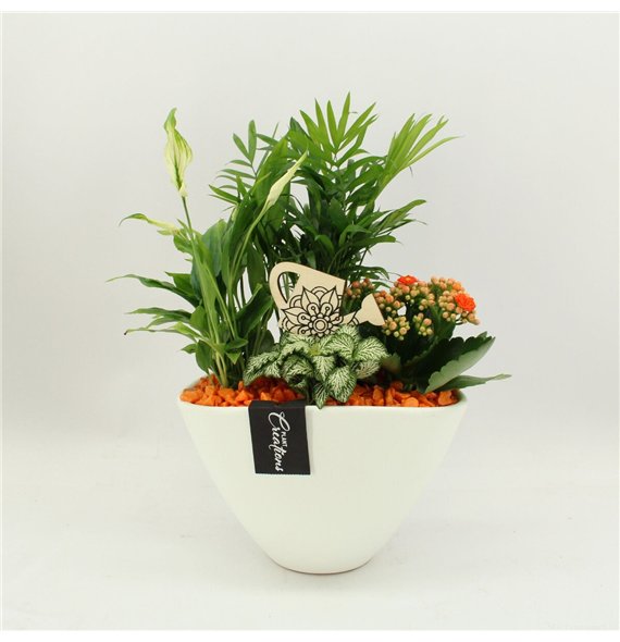 Nasad FDCR-2611OR Basic Fundamentals 4 pp 45cm 21cm Q606