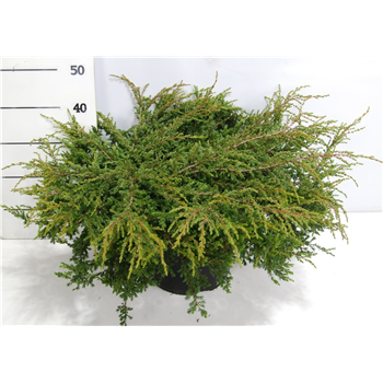 Juniperus communis 'Repanda' F00006372