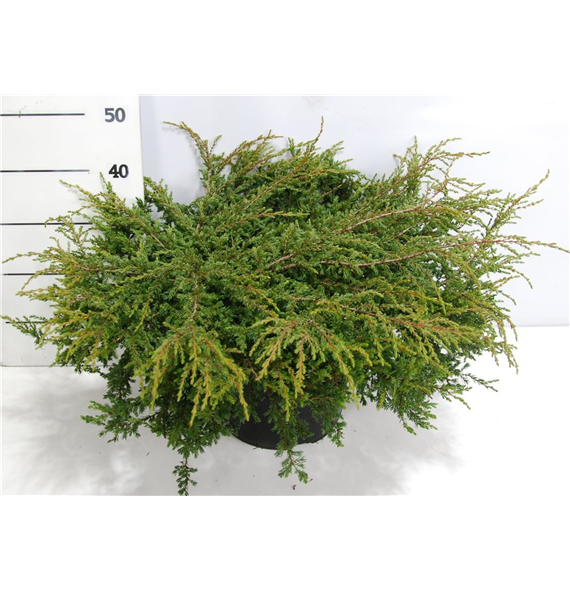 Juniperus communis 'Repanda' F00006372