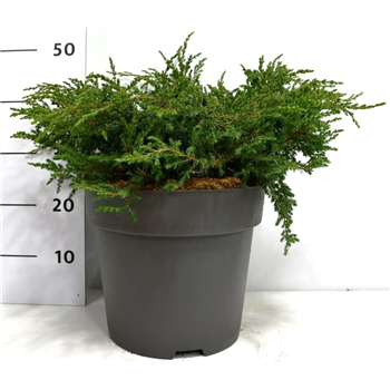 Juniperus communis 'Repanda' F00004195