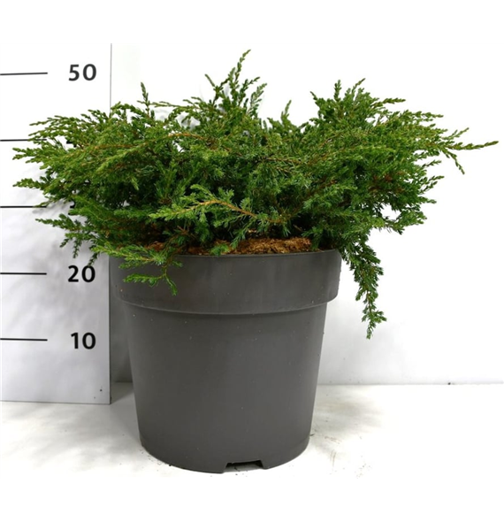 Juniperus communis 'Repanda' F00004195