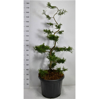 Juniperus communis 'Repanda' F00006510