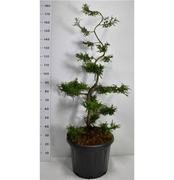 Juniperus communis 'Repanda' F00006510