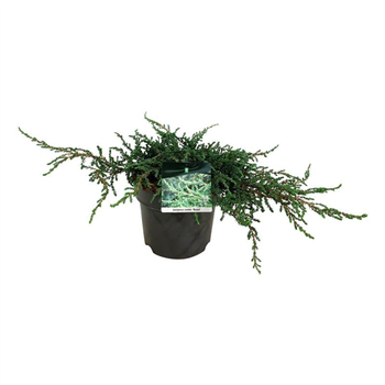 Juniperus communis 'Ristrol' F00006850