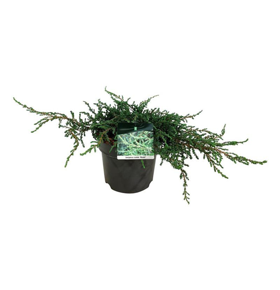 Juniperus communis 'Ristrol' F00006850