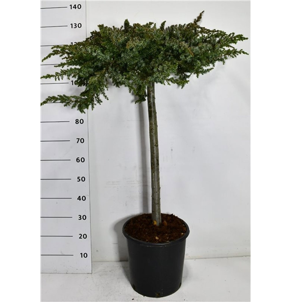 Juniperus conferta 'Schlager' F00006648