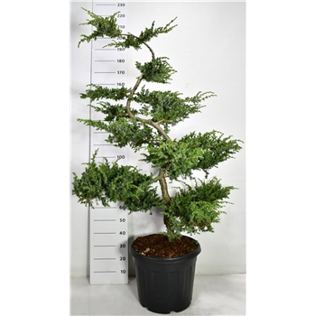 Juniperus conferta 'Schlager' F00006660