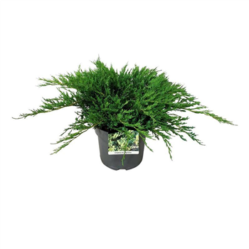 Juniperus horizontalis 'Agnieszka' F00006851
