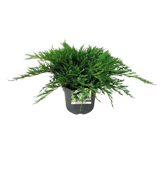 Juniperus horizontalis 'Agnieszka' F00006851