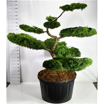 Juniperus pfitzeriana 'Aurea' F00006578