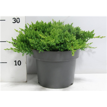 Juniperus procumbens 'Nana' F00005874