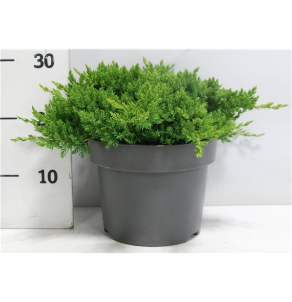 Juniperus procumbens 'Nana' F00005874
