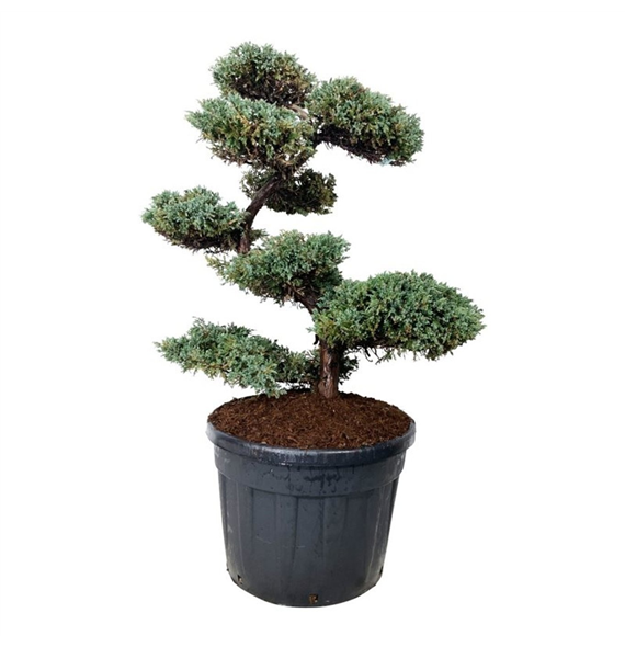 Juniperus squamata 'Blue Carpet' F00007479