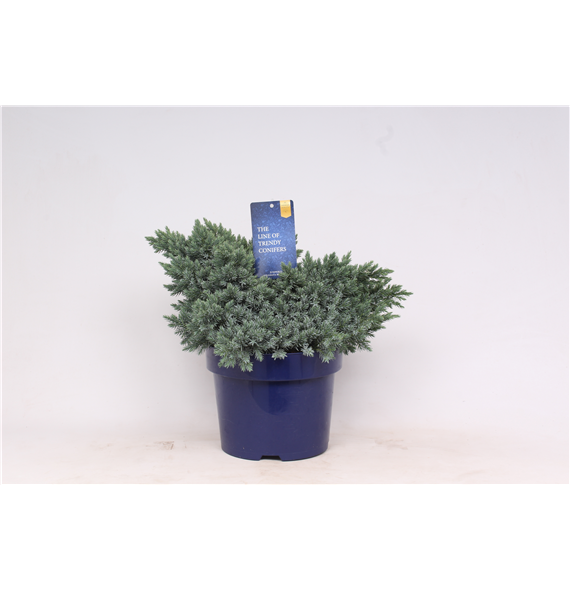Juniperus squamata 'Blue Star' F00003567