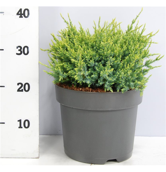 Juniperus squamata 'Holger' F00005913