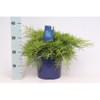 Juniperus x pfitzeriana 'Gold Coast' F00003657
