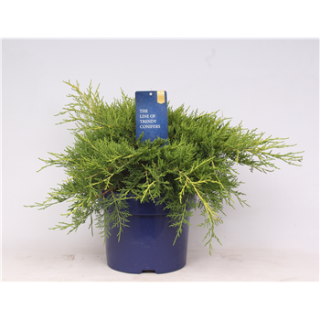 Juniperus x pfitzeriana 'Old Gold' F00003579