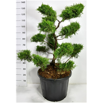 Juniperus x pfitzeriana 'Old Gold' F00006508