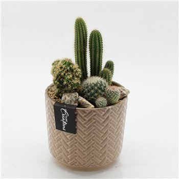 Nasad cactus CTCR-2607 Kaktus Essentials 3 pp 30cm 16cm Q946