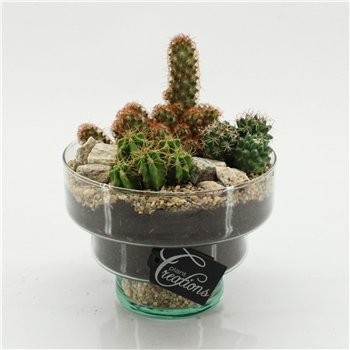Nasad cactus CTCR-2633 Kaktus Essentials 3 pp 30cm 17cm Q949